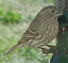 female housefinch photo, 27 Feb 00