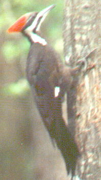 pileated woodpecker photo, 1990
