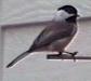 chickadee