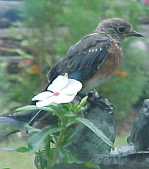 juvenile bluebird pic