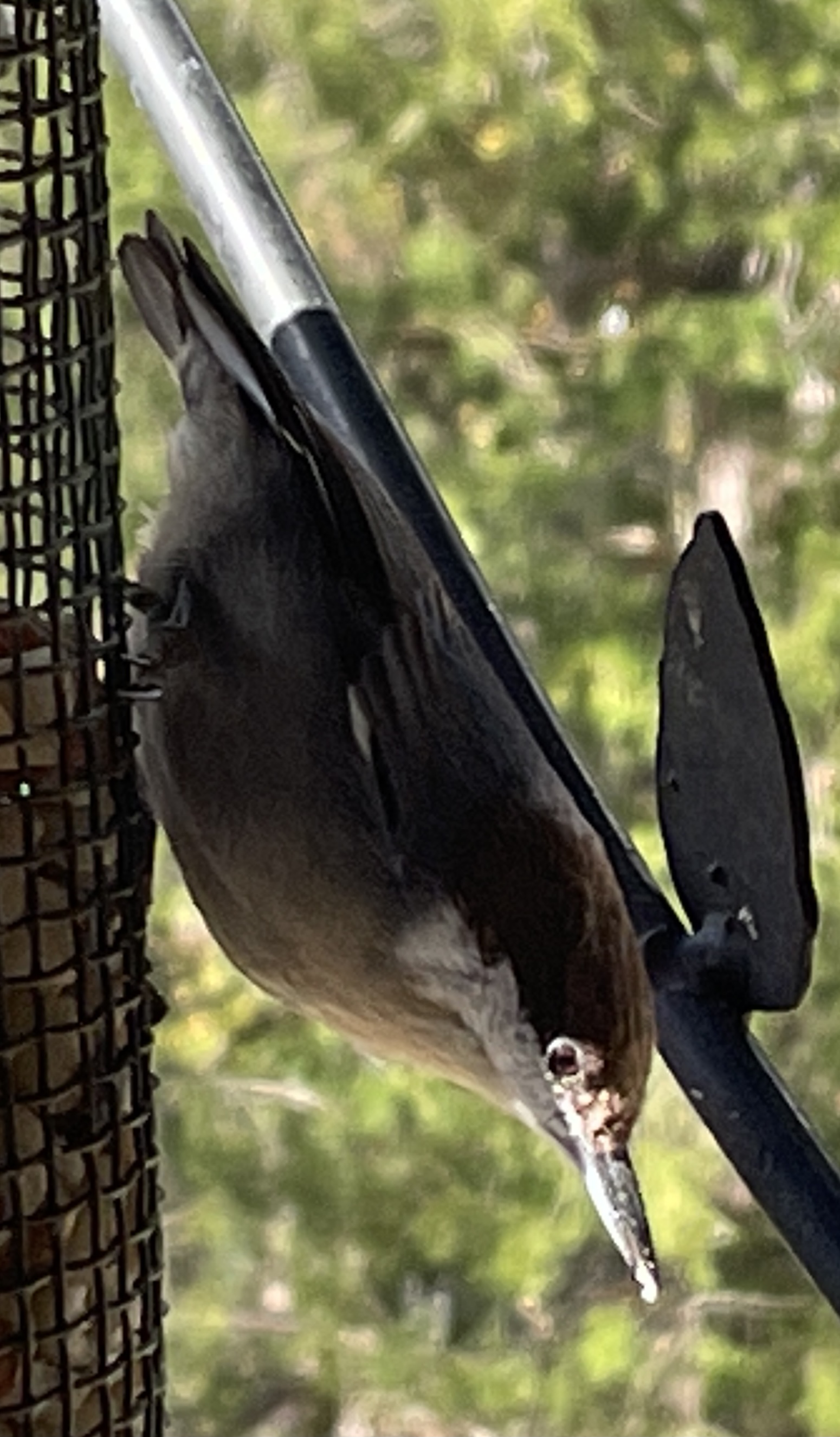 Brown headed Nuthatch pic