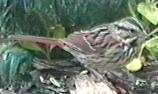small pic of song sparrow