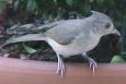 baby titmouse