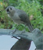 titmouse pic