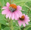 coneflower pic