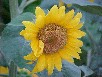 sunflower pic